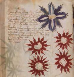 manoscritto voynich